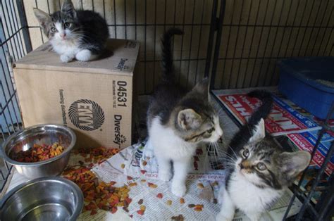 petfinder rhode island|free kittens in rhode island.